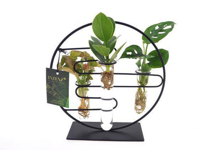 Zimmerpflanzen Intenz Mix In Dubai Glas – Ø12cm – 25cm hoch – Exotische Zimmerpflanzen im Glas – Modern & pflegeleicht