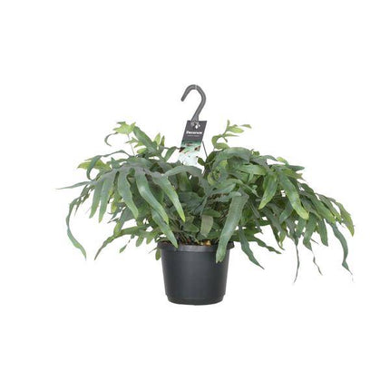 Tüpfelfarn – Phlebodium Aureum Blue Star – Zimmerpflanze – Ø17cm ↕50cm – Luftreinigender Goldfarn – Pflegeleicht – Blaue Wedel