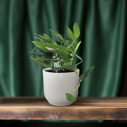 Baumfreund – Philodendron Cobra Toef – Zimmerpflanze – Ø17cm – ↕50cm – Tropische & pflegeleichte Grünpflanze – Luftreinigende Blattschmuckpflanze