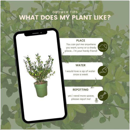 Stechpalmenhecke Ilex crenata ‘Jenny’ – 6 Pflanzen – Winterharte immergrüne Heckenpflanzen – Gesamthöhe 1 Meter – Kompakte Japanische Stechpalme für dichte Gartenhecken