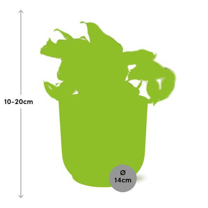 Efeutute – Epipremnum Pinnatum Happy Leaf – pflegeleichte Zimmerpflanze – luftreinigend – Topf Vibes Fold 14cm Rosa – dekorative Kletter- und Hängepflanze