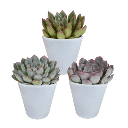 Steinrose Echeveria Mischung Zimmerpflanze Ø8,5cm mit dekorativem Übertopf – pflegeleichte Sukkulente für Wohnzimmer, Büro & helle Standorte