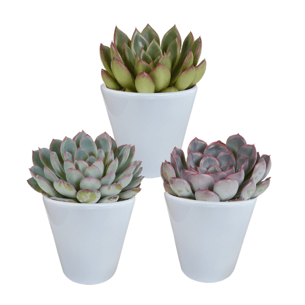 Steinrose Echeveria Mischung Zimmerpflanze Ø8,5cm mit dekorativem Übertopf – pflegeleichte Sukkulente für Wohnzimmer, Büro & helle Standorte
