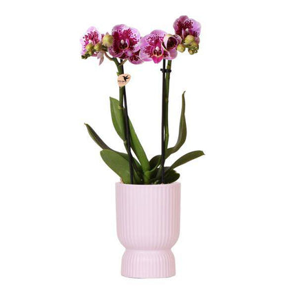 Phalaenopsis Orchidee Rosa – Sorte El Salvador – inkl. Ziertopf Diabolo Rosa Ø9cm – 2–3 Blütenzweige – Elegante Zimmerpflanze im dekorativen Übertopf – Pflegeleicht & dekorativ