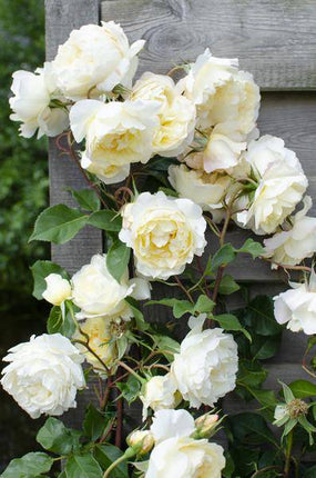 Rose Crazy in Love Vanilla Cremefarbene Kletterrose Ø15cm ↕65cm – hochwertiges Produkt für Pflanzen, Garten, Zuhause, Dekoration