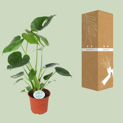 Köstliches Fensterblatt – Monstera Deliciosa – Zimmerpflanze – Ø14cm – ca. 45cm hoch – Schweizer Käsepflanze mit großen Blättern – pflegeleichte luftreinigende Dschungelpflanze