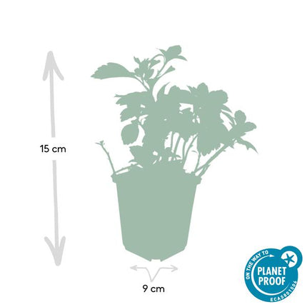 Pachysandra terminalis 'Green Carpet' – 60 Pflanzen – Schattengrün – Immergrüner Bodendecker – Pflegeleicht – Weiße Blüten – Halbschatten
