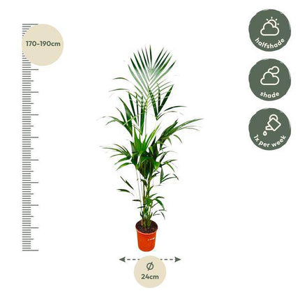 Kentia-Palme – Howea forsteriana – 180 cm hoch – Ø24 cm – Elegante Zimmerpalme – Luftreinigend & pflegeleicht – Für Wohnzimmer, Büro & Wintergarten