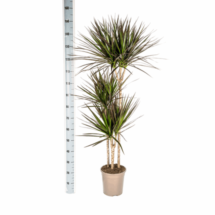 Dracaena Marginata Magenta – Drachenbaum – Zimmerpflanze Ø24cm ↕130-150cm – Dunkelgrüne Blätter mit Rotrand – Pflegeleicht