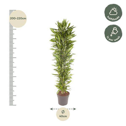 Drachenbaum – Dracaena Cintho 210cm – Ø40cm – XXL Zimmerpflanze mit zweifarbig grünen Blättern – Pflegeleichte Grünpflanze für Wohnzimmer, Büro & Wintergarten