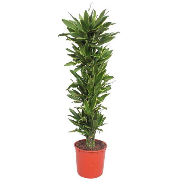 Drachenbaum Dracaena Golden Coast – 200cm hoch – Ø34cm – Elegante Zimmerpflanze mit goldgrünem Blattwerk – Pflegeleicht & robust – für Zimmer & Büro