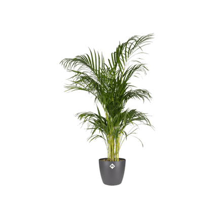 Topf Brüssel Rund Anthrazit – Ø20cm x H19cm – Moderner Pflanztopf für Zimmerpflanzen & Garten – Leicht & langlebig