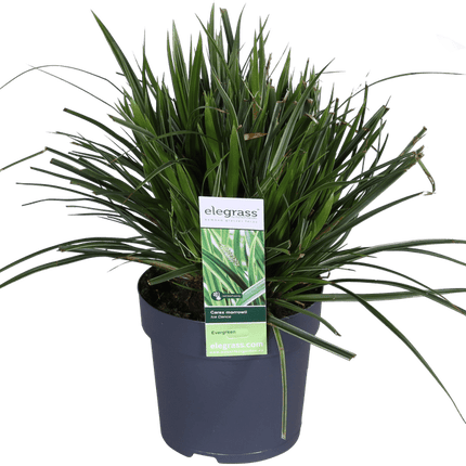 Japan – Segge – Carex morrowii 'Icedance' – Immergrünes Ziergras – 3 Pflanzen – Ø14cm – Ca. 30cm hoch – Winterhart & pflegeleicht – Für Garten & Kübel