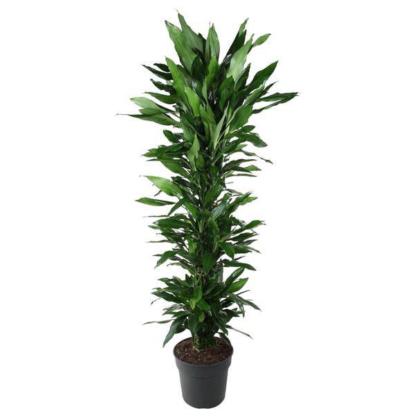 Drachenbaum – Dracaena Janet Lind 170cm – Ø34cm – Zimmerpflanze mit dunkelgrünen glänzenden Blättern – Pflegeleichte Grünpflanze für Wohnzimmer, Büro & Wintergarten