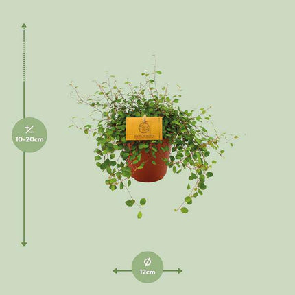 Drahtstrauch – Muehlenbeckia Maori – Zimmerpflanze – Ø12cm – ↕20cm – Kettenrebe mit feinen Ranken & herzförmigen Blättern – Pflegeleicht & dekorativ