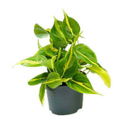 Philodendron Scandens Brasil – Zimmerpflanze – Ø12cm – Höhe ca. 20cm – Glänzende Blätter – Pflegeleicht & Halbschatten – Liebhaber