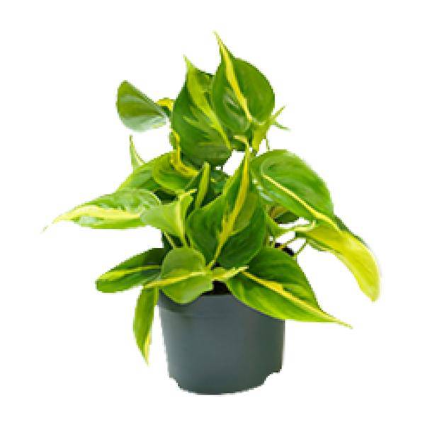 Philodendron Scandens Brasil – Zimmerpflanze – Ø12cm – Höhe ca. 20cm – Glänzende Blätter – Pflegeleicht & Halbschatten – Liebhaber