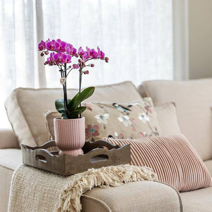 Diabolo Topf – Rosa – Ø6cm – Moderner Dekotopf für kleine Zimmerpflanzen, Sukkulenten & Kakteen – Eleganter Keramik Blumentopf für stilvolle Wohnraumgestaltung