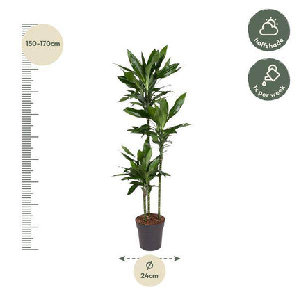 Drachenbaum – Dracaena Janet Lind 160cm – Ø24cm – Elegante Zimmerpflanze mit dunkelgrünen Blättern – Pflegeleichte Grünpflanze für Wohnzimmer, Büro & Wintergarten