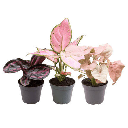 Pflanzenmix 3 Zimmerpflanzen – Aglaonema Rote Valentine, Aglaonema Roter Zirkon & Calathea Roseopicta Rosey – Zimmerpflanzen – Pflegeleichte, dekorative Indoor-Pflanzen