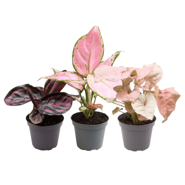 Pflanzenmix 3 Zimmerpflanzen – Aglaonema Rote Valentine, Aglaonema Roter Zirkon & Calathea Roseopicta Rosey – Zimmerpflanzen – Pflegeleichte, dekorative Indoor-Pflanzen