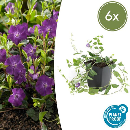 Immergrün – Vinca minor 'Atropurpurea' – ↕10-25cm – Ø9cm – 6 Pflanzen – Bodendecker mit lila Blüten – Sonne & Halbschatten – Pflegeleicht