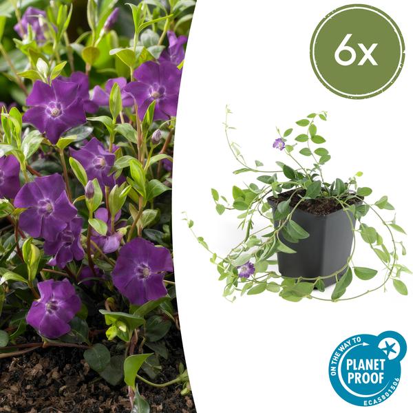 Immergrün – Vinca minor 'Atropurpurea' – ↕10-25cm – Ø9cm – 6 Pflanzen – Bodendecker mit lila Blüten – Sonne & Halbschatten – Pflegeleicht