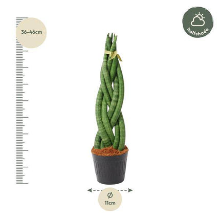 Sansevieria cylindrica Twist – Bogenhanf – pflegeleichte Zimmerpflanze – luftreinigend – ↕40cm – Ø10,5cm