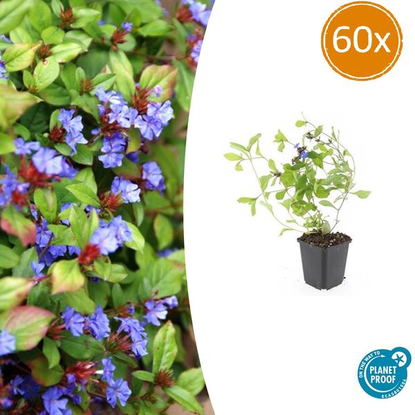 Kriechende Hornnarbe Ceratostigma plumbaginoides – 60 Pflanzen – ↕10-25cm – Ø9cm – Bodendecker mit blauen Blüten – Winterhart & pflegeleicht