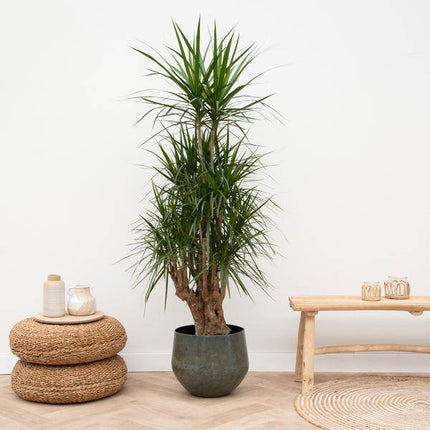 Drachenbaum Dracaena Anita Variegata Zimmerpflanze 190cm Große Grünpflan Zimmerpflanze ↕190cm – pflegeleichte Grünpflanze für Wohnzimmer, Büro