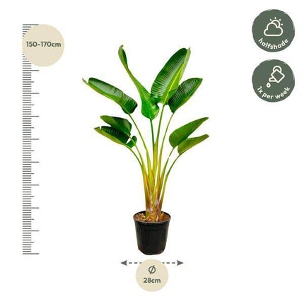 Baum-Strelitzie – Strelitzia Augusta – ca. 160cm hoch – Ø24cm – Exotische Zimmerpflanze mit großen Blättern – Weißer Paradiesvogel mit eleganter Fächerform – Tropische Grünpflanze für Wohnzimmer & Büro