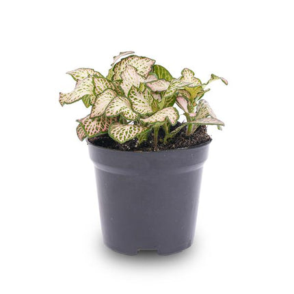 Fittonia Pink Tiger – Mosaikpflanze – Zimmerpflanze – Terrarienpflanze – Ø8,5 cm – Tropische Pflanze mit rosa, weißen & grünen Blättern – Helles Plätzchen ohne direkte Sonne