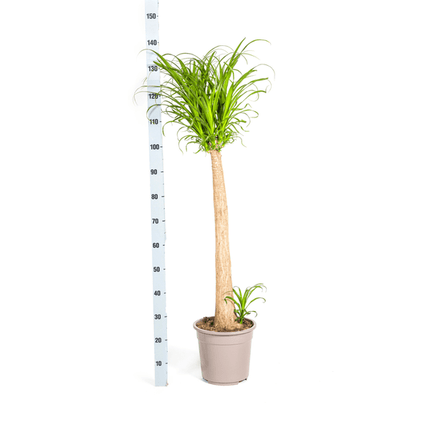 Beaucarnea Recurvata – Elefantenfuß – Zimmerpflanze – Ø27cm – ↕120cm – Pflegeleichte Sukkulente mit markantem Stamm – Luftreinigende Pflanze für Zuhause & Büro
