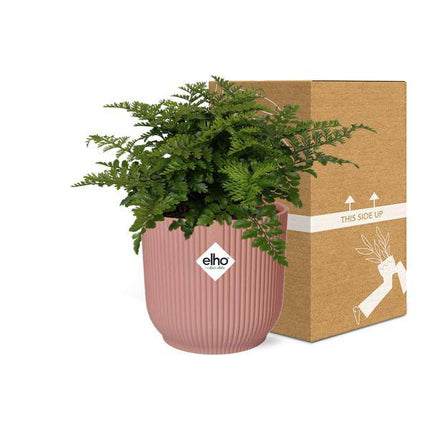 Nestfarn Asplenium Parvati – Zimmerpflanze inkl. Ziertopf Vibes Fold Rosa Ø14cm – Tropischer Farn mit dekorativen Wedeln – Pflegeleicht & luftreinigend – Für Wohnzimmer & Büro