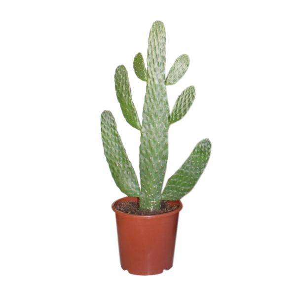 Feigenkaktus Opuntia Consolea – Zimmerpflanze Ø17cm ↕55cm – dekorativer pflegeleichter Kaktus für Wohnzimmer Büro Balkon