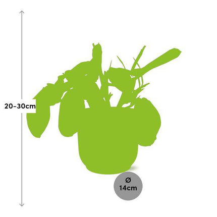 Pfeilwurz Maranta Leuconeura Fascinator Tricolor – Zimmerpflanze Ø14cm ↕25cm – dekorative Gebetspflanze im rosa Vibes Fold Übertopf