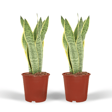 Bogenhanf Sansevieria Laurentii Zimmerpflanze Ø14cm ↕40cm – pflegeleichte Grünpflanze für Wohnzimmer, Büro & helle Standorte kaufen