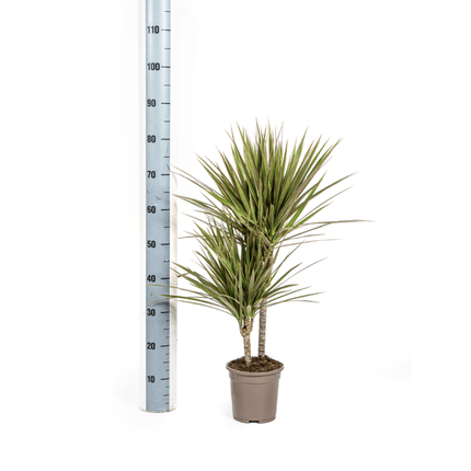 Drachenbaum – Dracaena Marginata Bicolor – Zimmerpflanze – Ø17cm – ↕60cm – Elegant & pflegeleicht