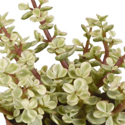 Crassula Mix – Dickblatt 3 Pflanzen – Ø8,5cm Zimmerpflanzen im Terrakotta-Topf – Verschiedene Sukkulenten im mediterranen Tontopf – Pflegeleichte Pflanzen für Fensterbank, Büro & Wohnzimmer