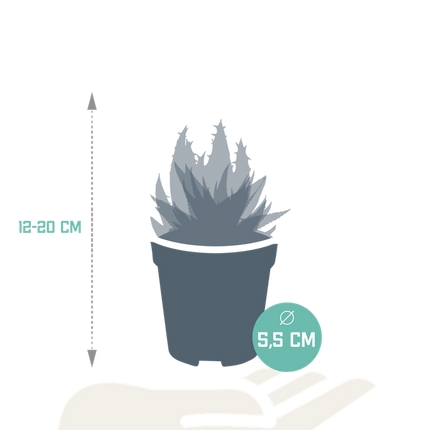 Sukkulenten Mix Gasteria & Haworthia – 5 Pflanzen – Ø5,5cm Zimmerpflanzen – Verschiedene Mini-Sukkulenten – Pflegeleichte Pflanzen für Fensterbank, Büro & Wohnzimmer