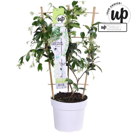 Sternjasmin Trachelospermum 'Star of Venice' – Weiß – Immergrüne Kletterpflanze – ca. 65cm Höhe – Duftender mediterraner Jasmin für Terrasse & Balkon