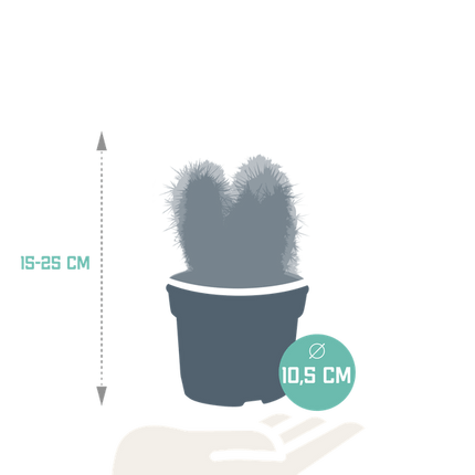 Cereus Mix – 3 Zimmerpflanzen – Ø10,5cm – Verschiedene Säulen- & Stabkakteen – Pflegeleichte Kakteen im Mix – Sukkulenten für Wohnzimmer, Büro & Fensterbank
