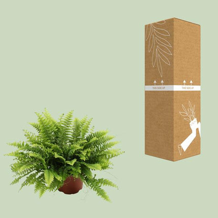 Nephrolepis Boston Green – Bostonfarn – Zimmerpflanze – Ø12cm – ↕20cm – Luftreinigende Hängepflanze für Innenräume – Pflegeleichter Farn für Wohnzimmer, Schlafzimmer & Büro