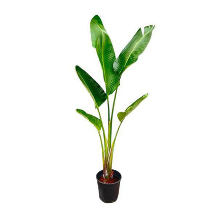 Baum-Strelitzie – Strelitzia Augusta – Zimmerpflanze – 210cm – Ø30cm – Weißer Paradiesvogel mit großen Blättern für Wohnzimmer und Büro