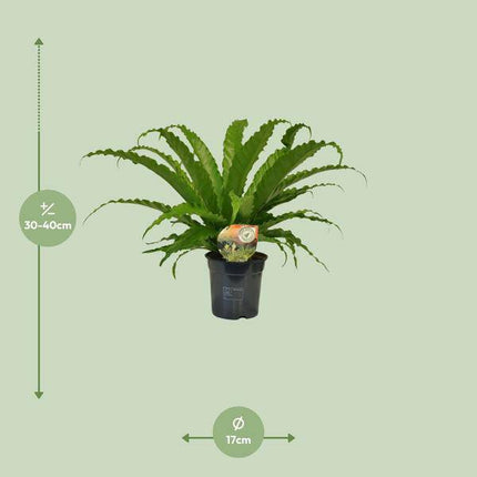 Nestfarn – Asplenium Osaka – Zimmerpflanze – Ø17cm – ↕40cm – pflegeleichte Farnpflanze mit eleganten Wedeln – tropische Grünpflanze für Innenräume