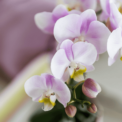 Phalaenopsis Orchidee Portugal Rosa – Zimmerpflanze Ø9cm – elegante Orchidee im Keramiktopf Malaga Rosa – dekorative Blühpflanze für Wohnzimmer & Büro