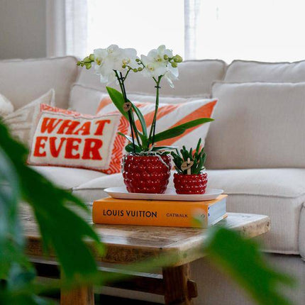 Set aus weißer Orchidee & Rhipsalis auf Bambustablett Zimmerpflanze – pflegeleichte Sukkulente für Wohnzimmer, Büro & helle Standorte kaufen