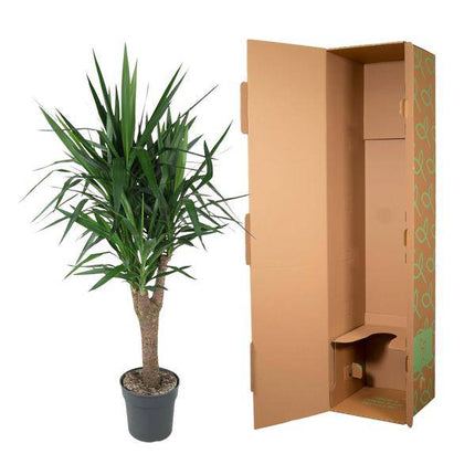 Palmlilie – Yucca Elephantipes – Zimmerpflanze – Ø31cm – ↕150cm – Robuste, pflegeleichte Grünpflanze für Innen & Außen