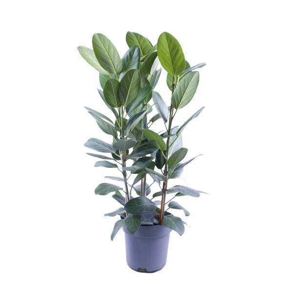Banyanbaum – Ficus Audrey – 3 Pflanzen – Zimmerpflanze – Ø27cm – ↕105cm – Tropische Grünpflanze mit glänzenden Blättern – Pflegeleicht & dekorativ