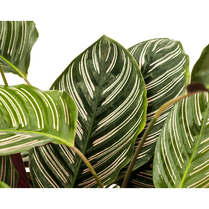 Calathea Ornata Sanderiana – Korbmarante – Zimmerpflanze Ø27cm – ↕60-80cm – Tropische Innenpflanze mit pinken Streifen – Pflegeleicht & dekorativ